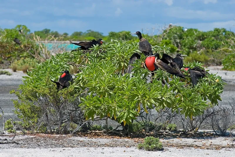 Kiribati hoang sơ bên bờ biển Thái Bình Dương