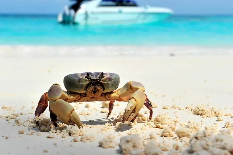 Koh Similan, thiên đường chốn hạ giới ngoài khơi Thái Lan