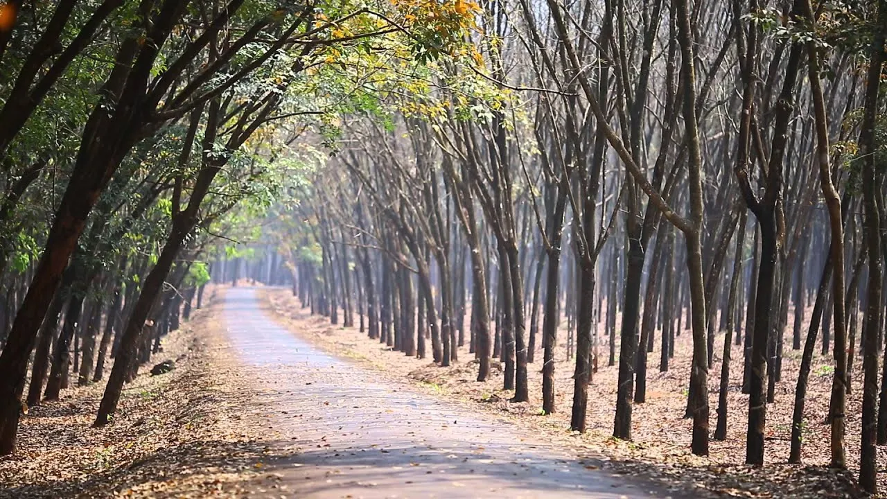 Lạc vào Rừng cao su Bù Đăng bạt ngàn tại Bình Phước