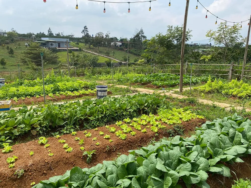 Lạc vào Vintage Garden’s Farmstay cực đẹp tại Bảo Lộc