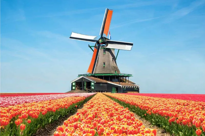 Lạc vào vườn Keukenhof với cánh đồng 7 triệu hoa tulip nở rộ