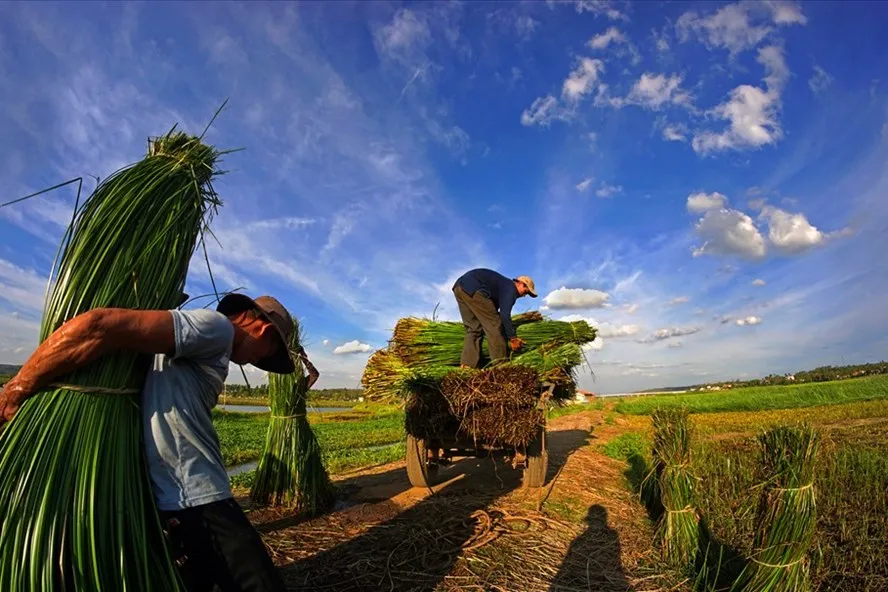 Làng nghề dệt chiếu cói Phú Tân – Làng nghề hơn trăm năm tuổi tại Phú Yên