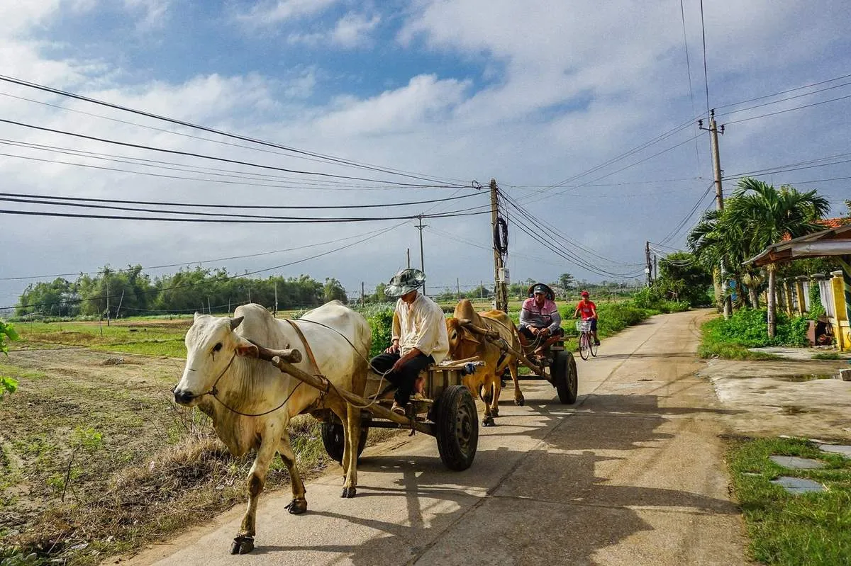 Làng rau Ngọc Lãng – Trải nghiệm đầy thú vị tại vườn rau sạch rộng lớn nhất Phú Yên