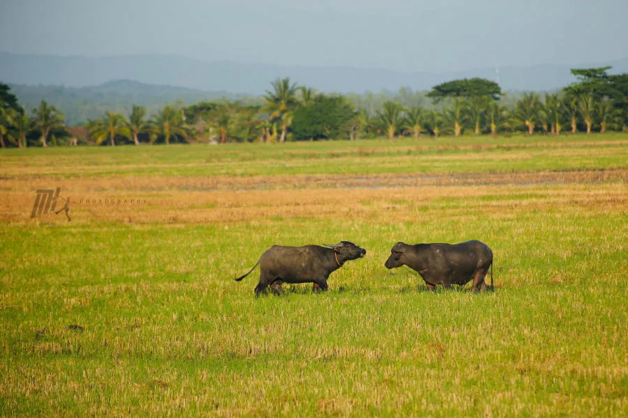 Lang thang An Giang khám phá miền quê thanh bình vào mùa nước nổi