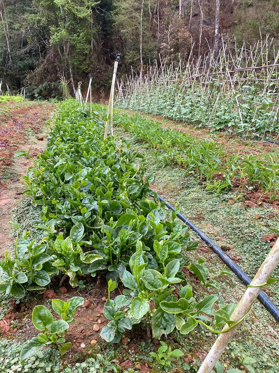 Lat Valley, điểm dừng chân lý tưởng cho những ngày muốn trốn cả thế giới