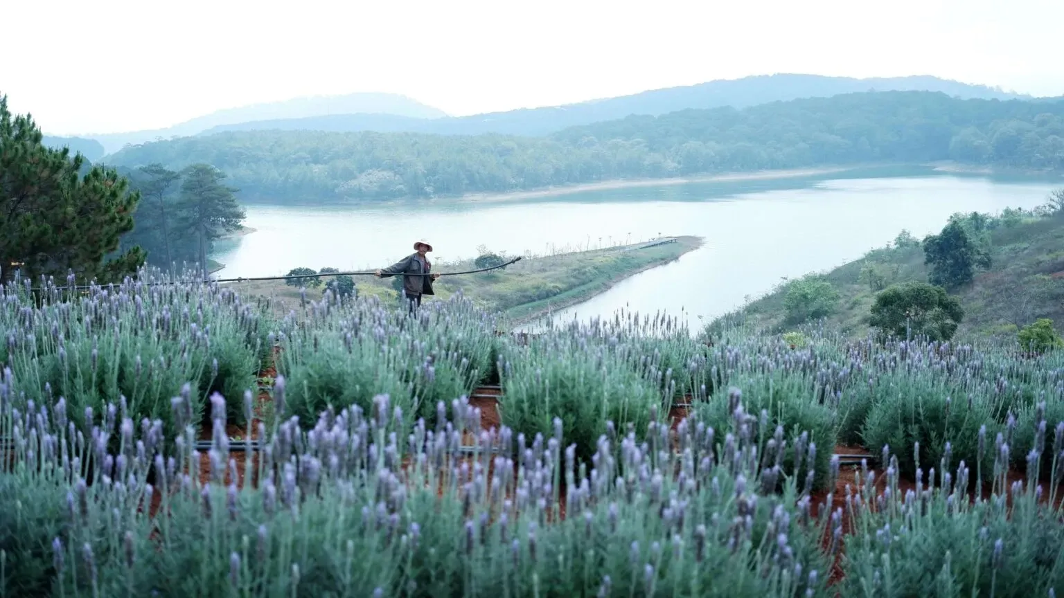 Lung linh ánh tím mùa hoa lavender Đà Lạt – Khoảnh khắc không thể bỏ lỡ