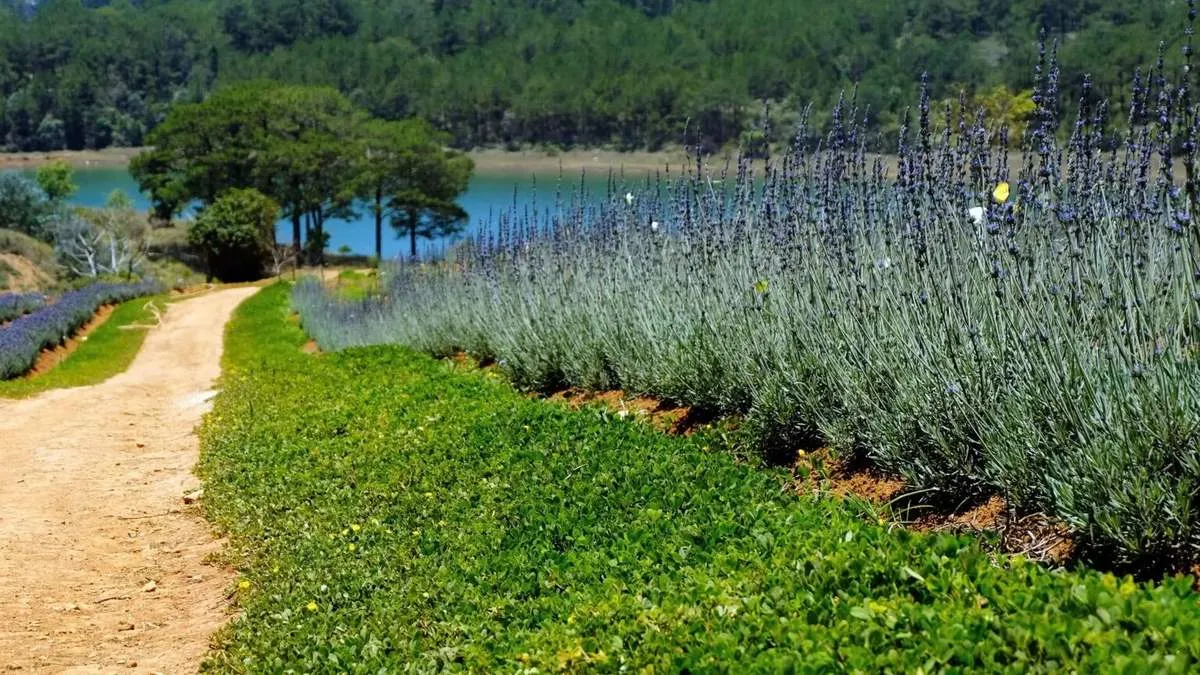 Lung linh ánh tím mùa hoa lavender Đà Lạt – Khoảnh khắc không thể bỏ lỡ