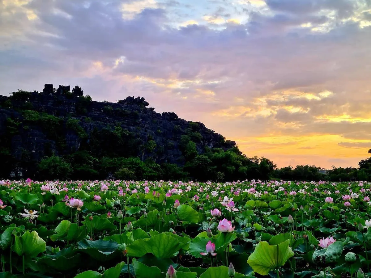 Mộng mơ vùng đất thiêng qua các mùa du lịch Ninh Bình