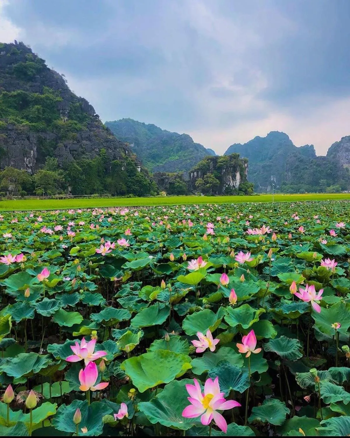 Mộng mơ vùng đất thiêng qua các mùa du lịch Ninh Bình