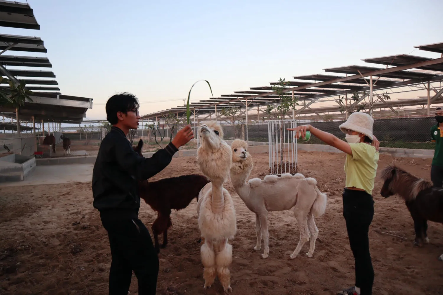 Một ngày khám phá Zoodoo Phan Rang, vườn thú siêu thú vị tại Ninh Thuận