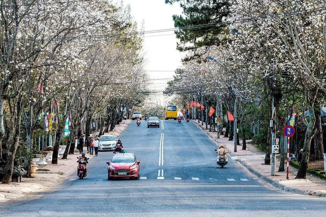 Mùa hoa ban trắng Đà Lạt tượng trưng cho lời hẹn ước chung thủy của một tình yêu lãng mạn, trong sáng