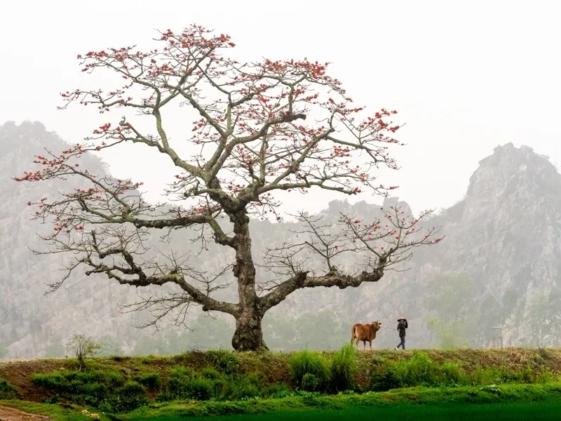 Mùa hoa gạo tháng 3 rực rỡ sưởi ấm sau những tháng đầu năm lạnh lẽo