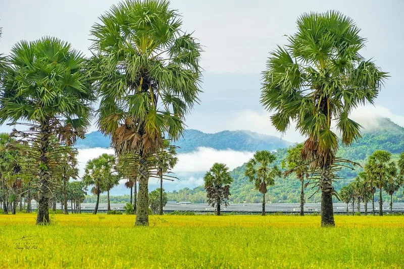 Mùa vàng An Giang đẹp ngỡ ngàng qua lăng kính của Dương Việt Anh