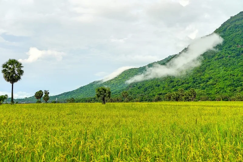 Mùa vàng An Giang đẹp ngỡ ngàng qua lăng kính của Dương Việt Anh