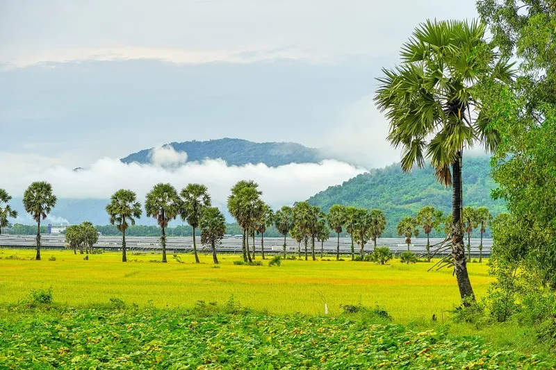 Mùa vàng An Giang đẹp ngỡ ngàng qua lăng kính của Dương Việt Anh