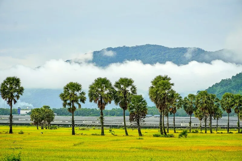 Mùa vàng An Giang đẹp ngỡ ngàng qua lăng kính của Dương Việt Anh