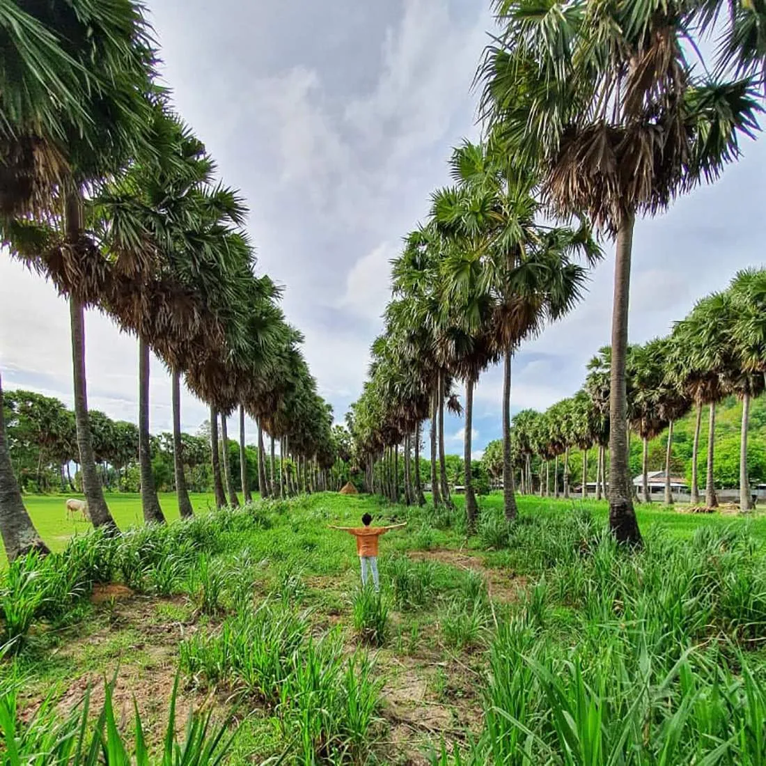 Những địa điểm Chụp ảnh với cây thốt nốt An Giang