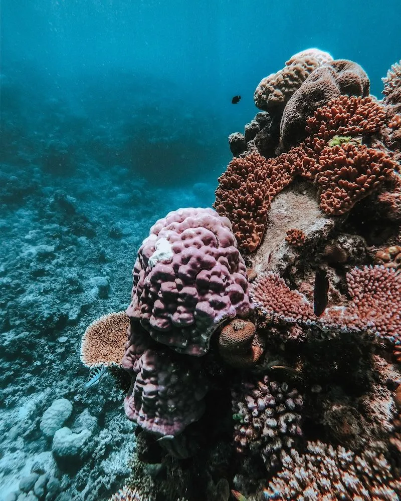 Rạn san hô Great Barrier, tạo tác ngoài khơi xa Queensland