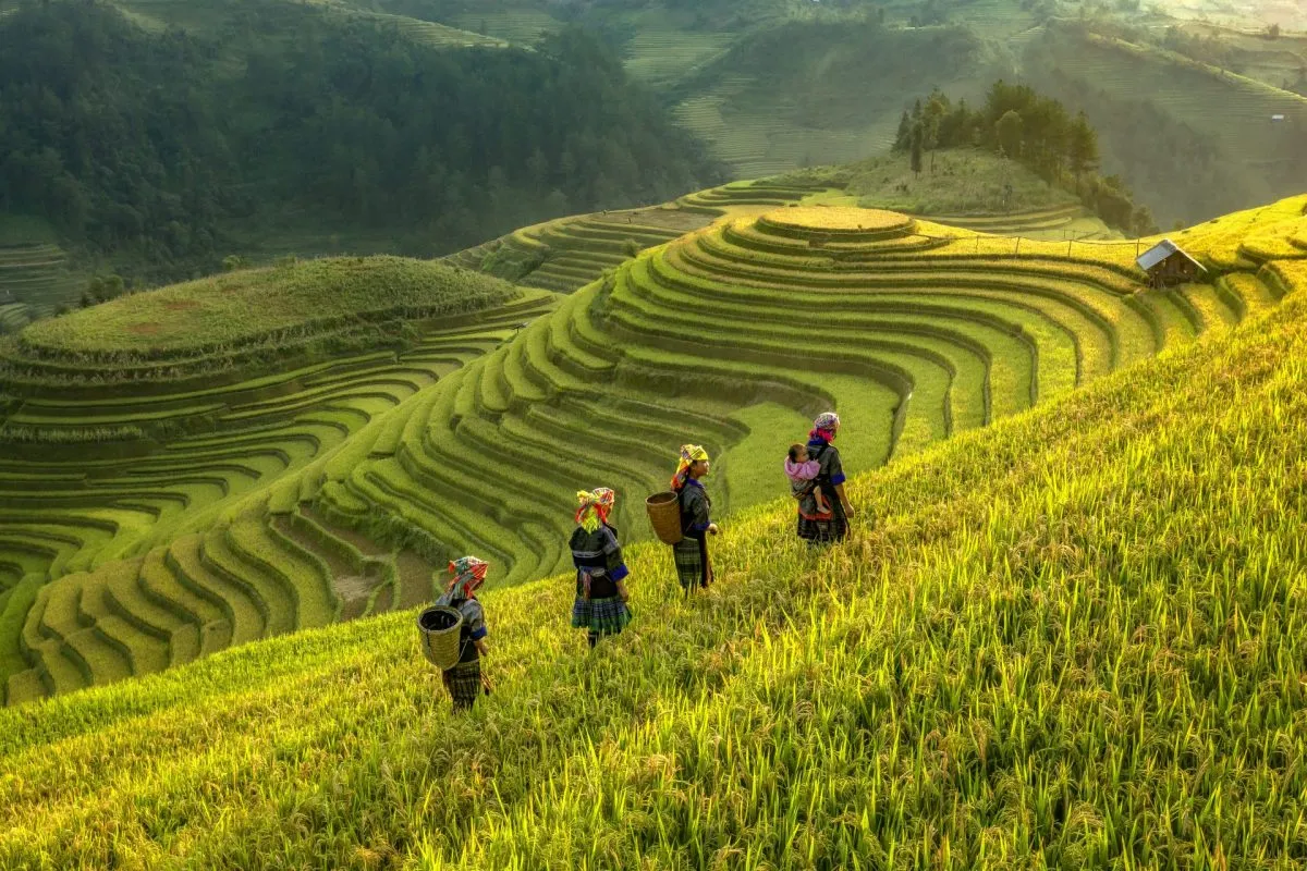 Rực rỡ mùa vàng nơi Ruộng bậc thang La Pán Tẩn