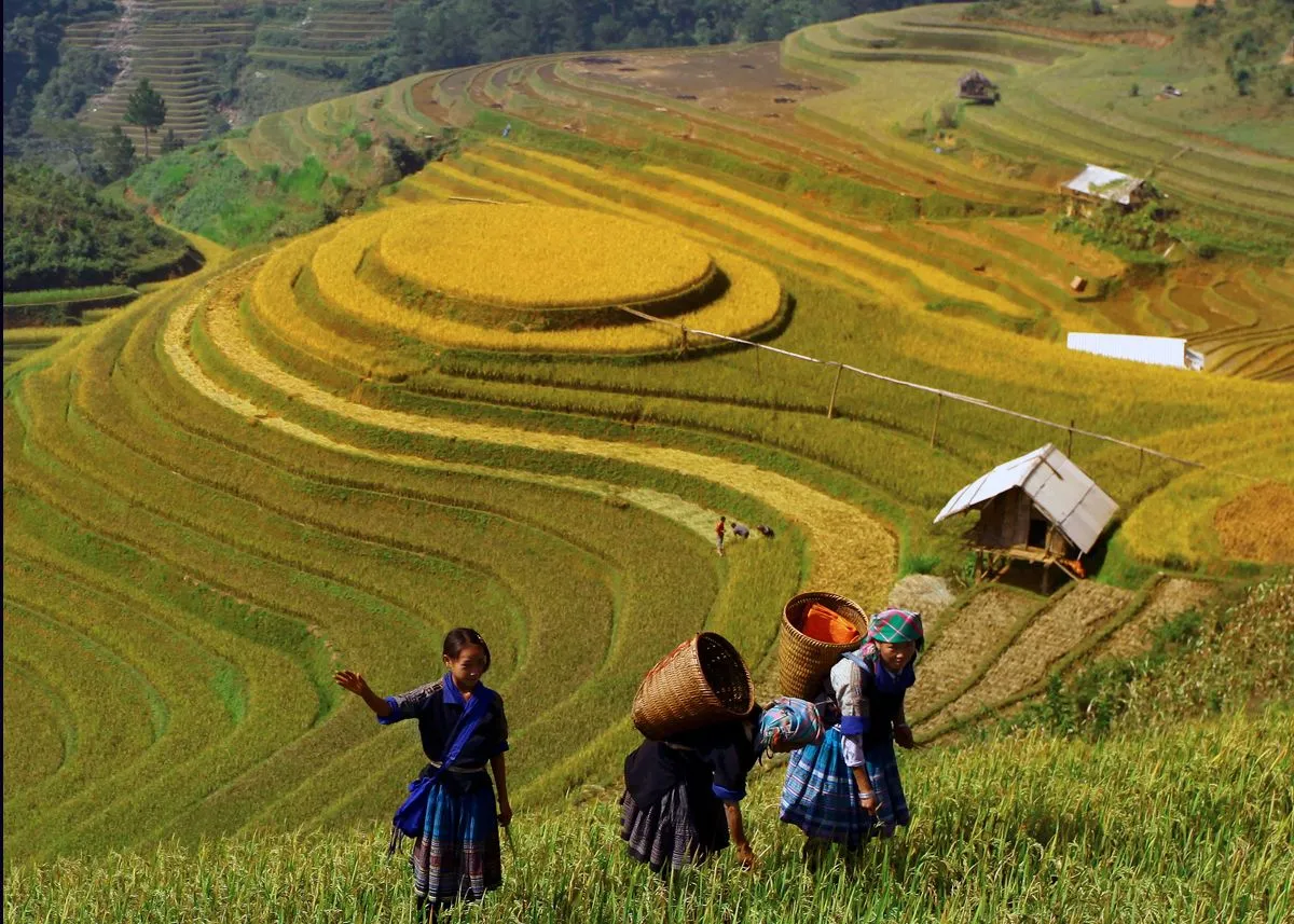 Rực rỡ mùa vàng nơi Ruộng bậc thang La Pán Tẩn