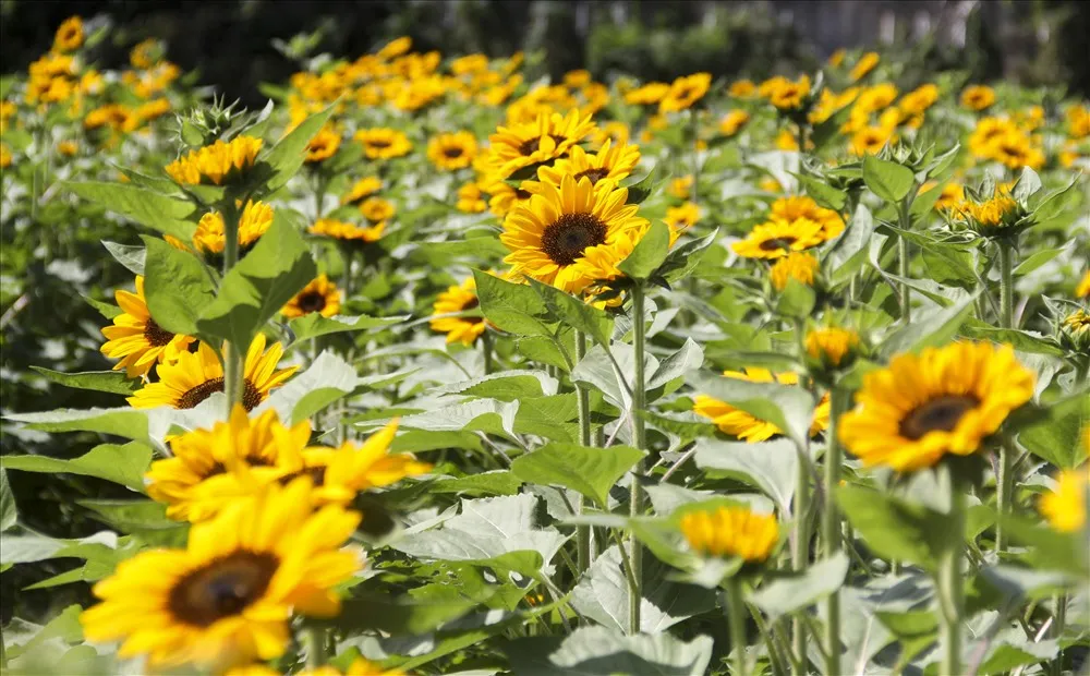 Sun Flower Farm cánh đồng hoa hướng dương bất tận tại Bình Phước