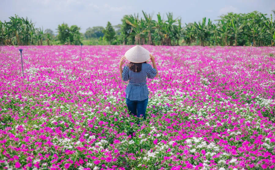 Tất tần tật về kinh nghiệm check in cánh đồng hoa dừa cạn tỉnh An Giang