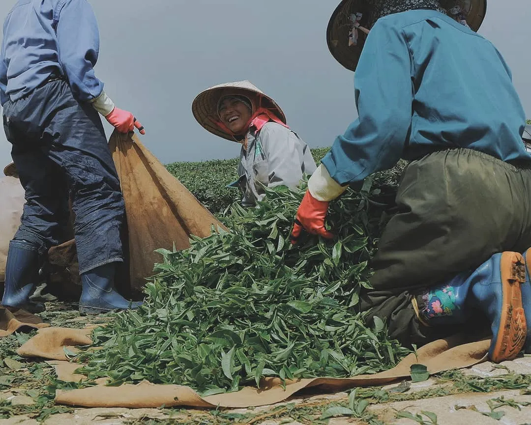 Thả hồn mình theo mây gió nơi đồi chè Cầu Đất xanh mướt bạt ngàn