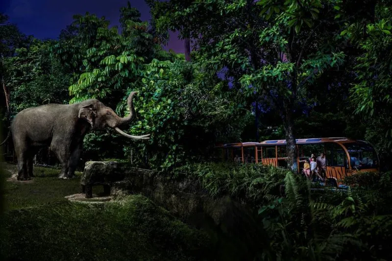 Tham quan Night Safari vườn thú đêm đầu tiên trên thế giới