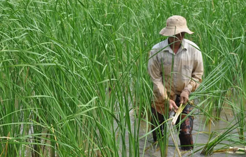 Thưởng thức Bồn bồn Cà Mau, đặc sản dân dã của vùng đất mũi