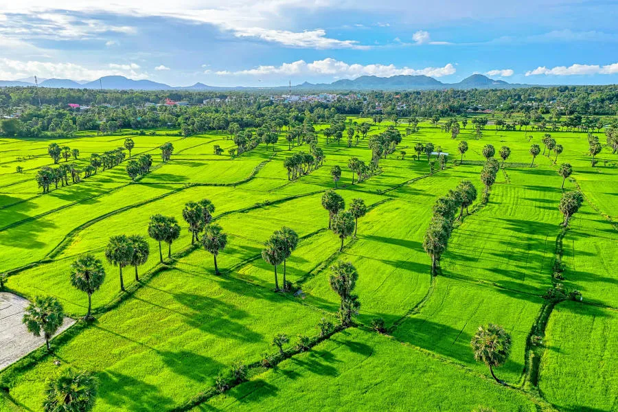 Tìm về Đồng lúa Bảy Núi An Giang, bức tranh phong cảnh bình yên