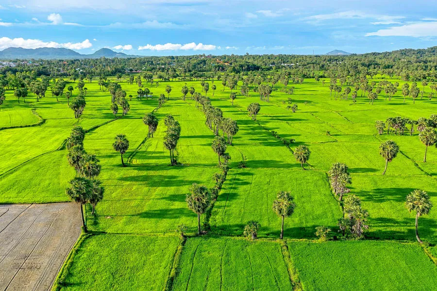 Tìm về Đồng lúa Bảy Núi An Giang, bức tranh phong cảnh bình yên