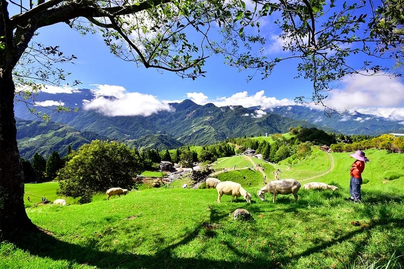 Tìm về Qingjing Farm, điểm đến bình yên nơi núi Nam Đầu