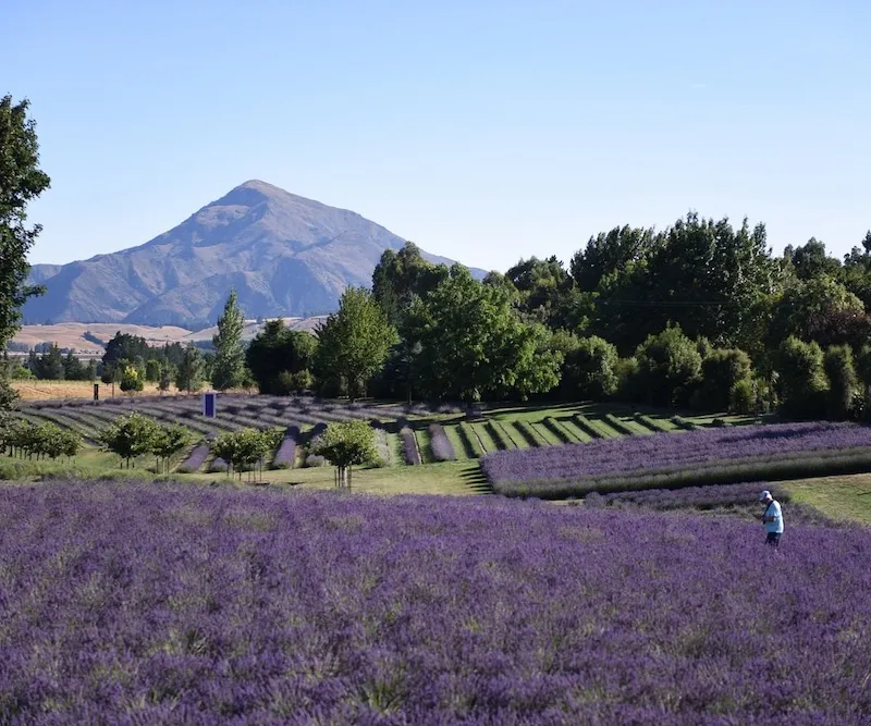 Tìm về Wanaka hiền hòa nơi bờ Tây Nam đảo New Zealand