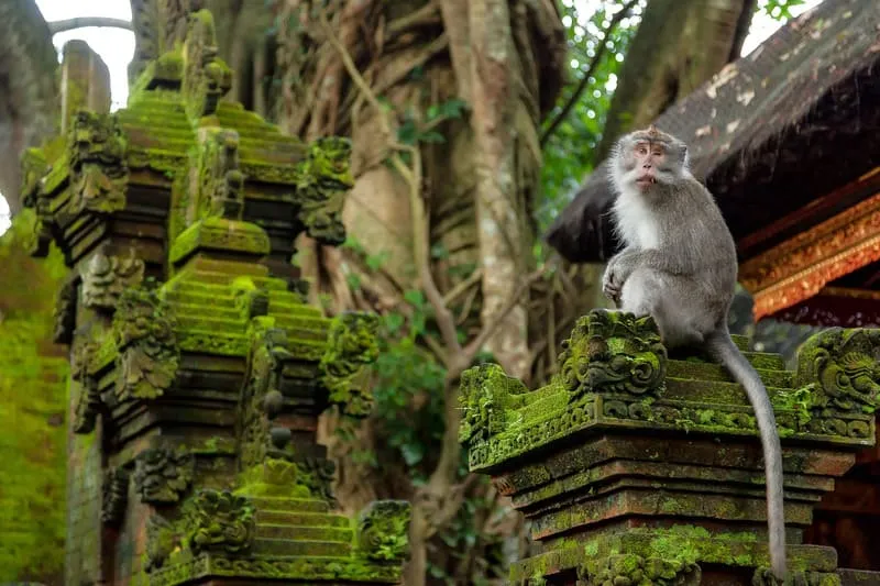 Trải nghiệm du lịch Ubud, nơi rực rỡ sắc màu văn hóa bản địa Bali