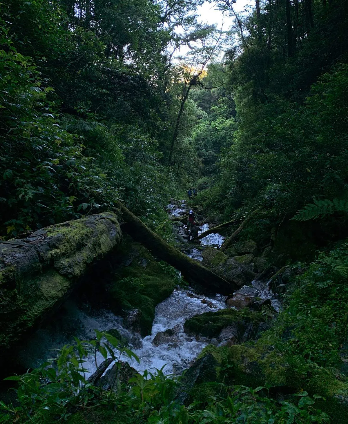 Trekking núi Ngọc Linh, hành trình chinh phục nóc nhà Tây Nguyên