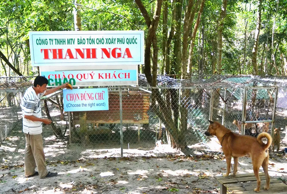 Trung tâm bảo tồn chó xoáy Phú Quốc – Quốc khuyển linh hồn của đảo Ngọc