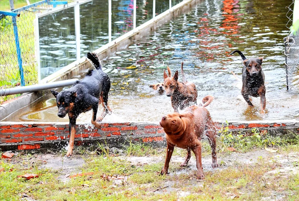 Trung tâm bảo tồn chó xoáy Phú Quốc – Quốc khuyển linh hồn của đảo Ngọc