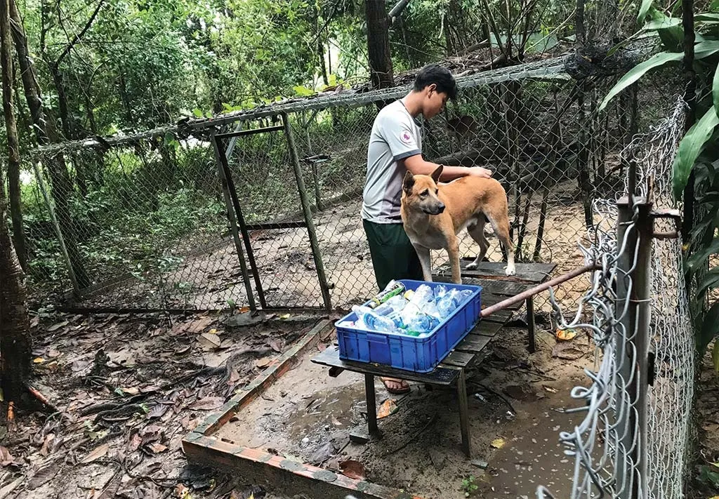 Trung tâm bảo tồn chó xoáy Phú Quốc – Quốc khuyển linh hồn của đảo Ngọc