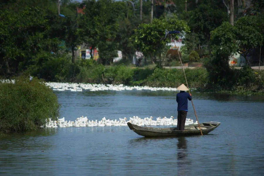 Về Phá Tam Giang khám phá nét đẹp bình dị trong một ngày lang thang Huế