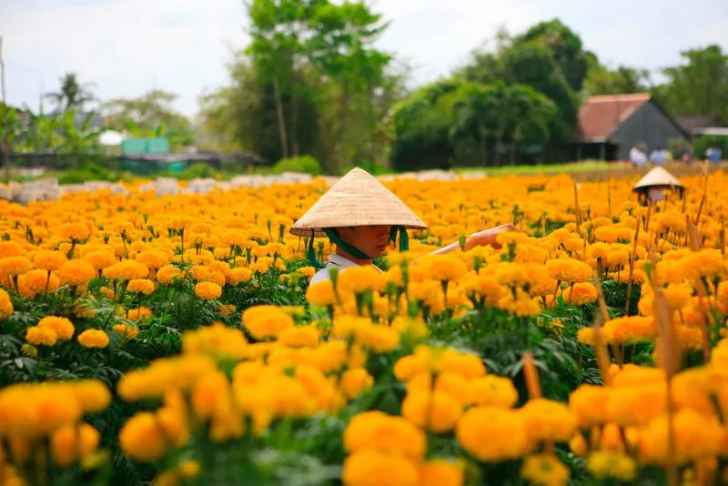 Vi vu khám phá làng hoa Sa Đéc, thủ phủ hoa lớn nhất miền Tây